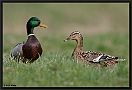 Wilde Eend, Mallard, Anas platyrhynchos Location: Wierden, the Netherlands wilde eend 7D 0663 kopie